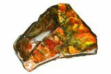 Iridescent Ammolite (Fossil Ammonite Shell) - Alberta, Canada #143543-1